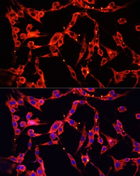 AOC1 Antibody