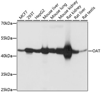 OAT Antibody
