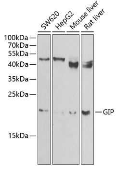GIP Antibody