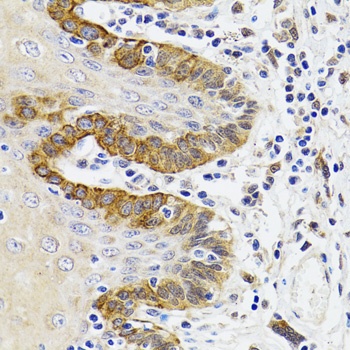 ESD Antibody