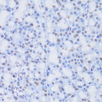 CBX8 Antibody