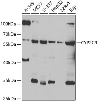 CYP2C9 Antibody