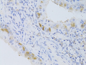 CYP2C9 Antibody