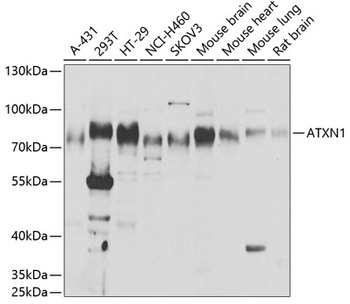ATXN1 Antibody