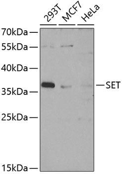 SET Antibody