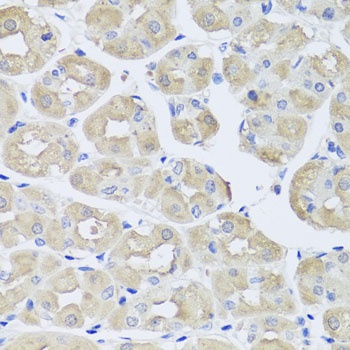 BGLAP Antibody