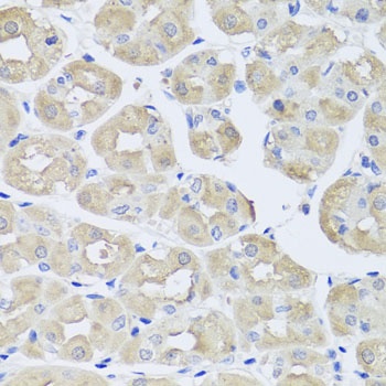 BGLAP Antibody