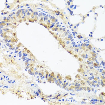 BGLAP Antibody