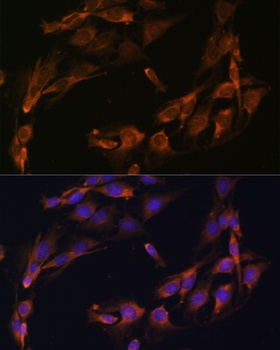 BGLAP Antibody