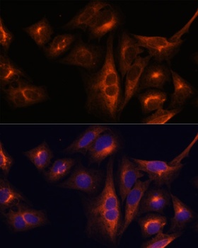 BGLAP Antibody