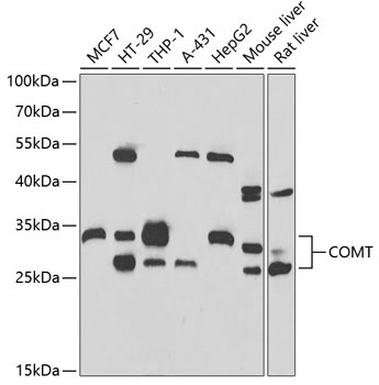 COMT Antibody