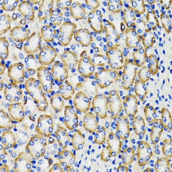 COMT Antibody