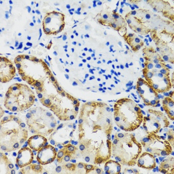 COMT Antibody