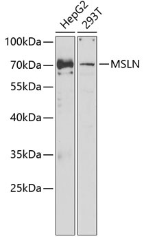MSLN Antibody