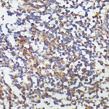 CSF3 Antibody