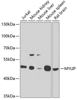 MYLIP Antibody