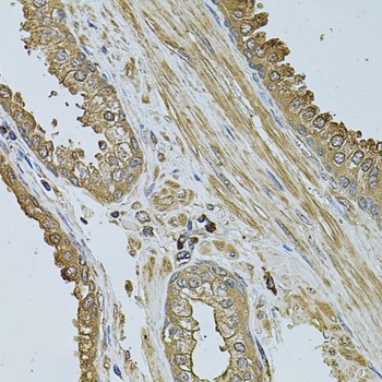 MYLIP Antibody