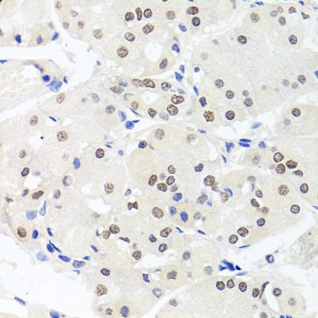 HMGN1 Antibody