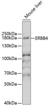 ERBB4 Antibody