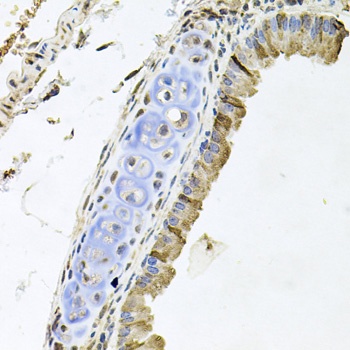 ERBB4 Antibody