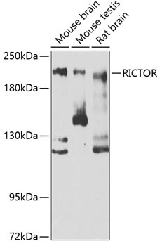 RICTOR Antibody