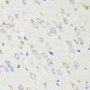 CRABP2 Antibody