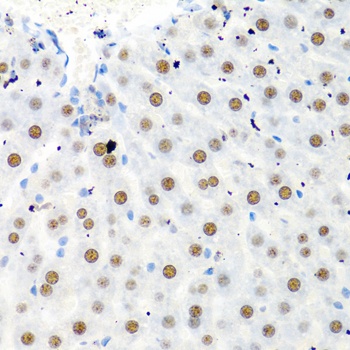 PTBP1 Antibody