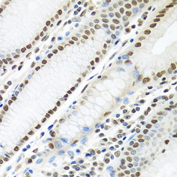 PTBP1 Antibody