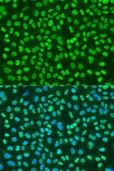 PTBP1 Antibody