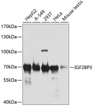 IGF2BP3 Antibody