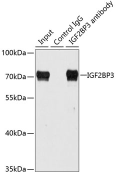 IGF2BP3 Antibody