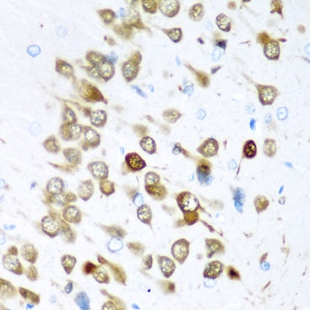ELAVL3 Antibody