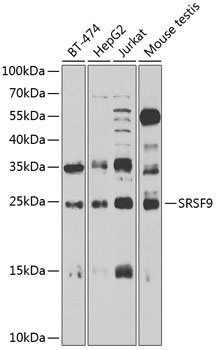 SFRS9 Antibody