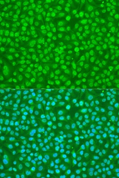 SFRS9 Antibody
