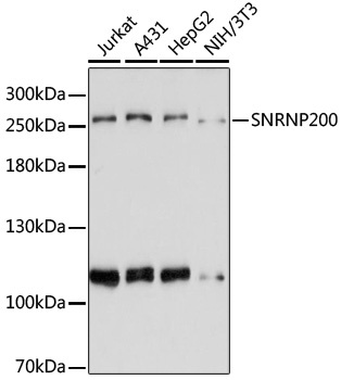 SNRNP200 Antibody