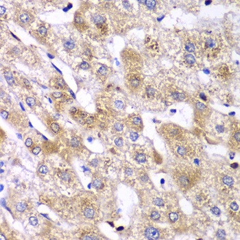 RPS10 Antibody