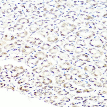 PRPF8 Antibody