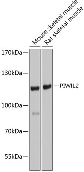 PIWIL2 Antibody