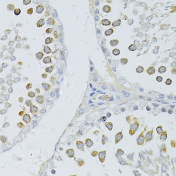 PIWIL2 Antibody