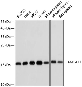MAGOH Antibody