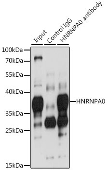 HNRNPA0 Antibody