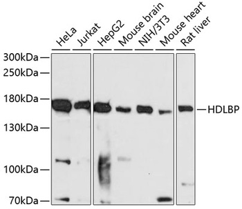 HDLBP Antibody
