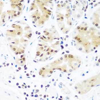 AGO2 Antibody