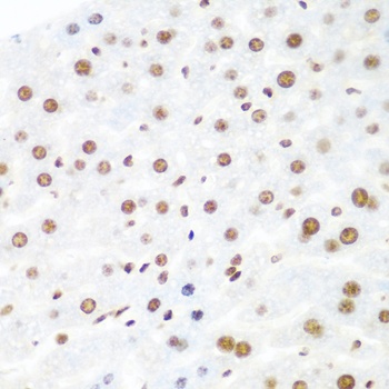 EIF2C2 Antibody