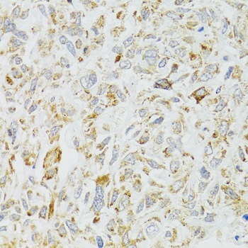 DICER1 Antibody