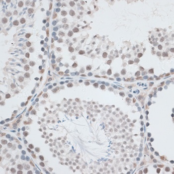 AQR Antibody