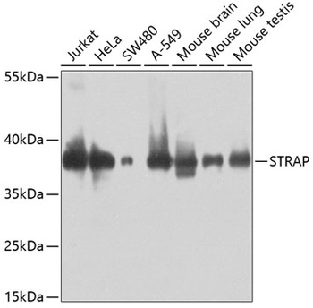 STRAP Antibody