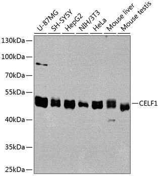 CELF1 Antibody