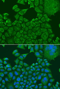 FXR1 Antibody