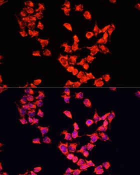 FXR1 Antibody